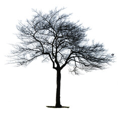 Silhouette of a bare tree isolated on white