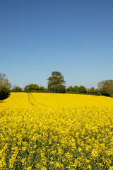 Obraz premium Yellow fields of Canola in the summertime.