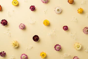 Top view photo of woman's day composition different color field flowers on isolated beige background