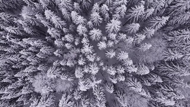 Aerial footage of pure snow-white coniferous forest with spinning and slowly fling up 