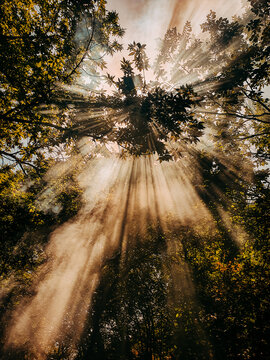 Vertical low angle view of the sun rays coming through the tree branches