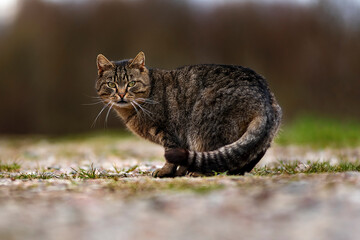 Kot © radek