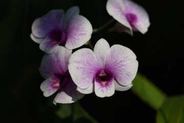beautiful petals of dendrobium orchid flower with black background .