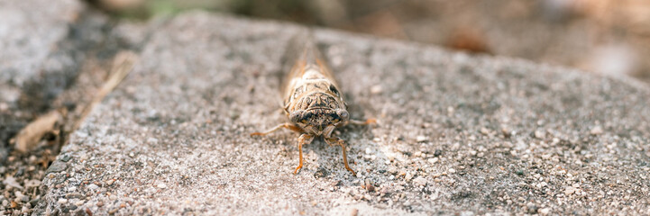 cicada cicadidae a black large flying chirping insect or bug or beetle on a stone curb. animals living in hot countries in Turkey. banner