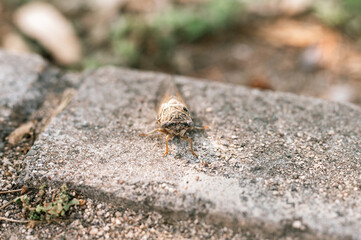 cicada cicadidae a black large flying chirping insect or bug or beetle on a stone curb. animals living in hot countries in Turkey