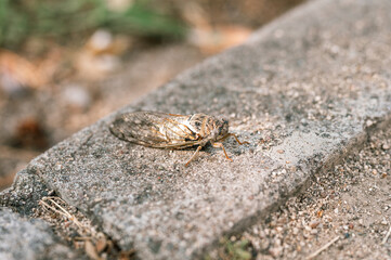 cicada cicadidae a black large flying chirping insect or bug or beetle on a stone curb. animals living in hot countries in Turkey