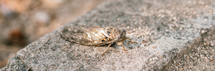 cicada cicadidae a black large flying chirping insect or bug or beetle on a stone curb. animals living in hot countries in Turkey. banner