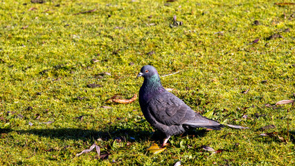 pigeon