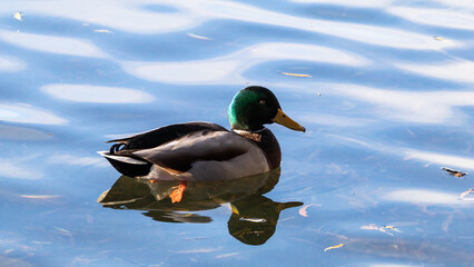 mallard