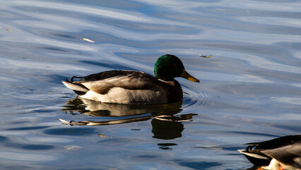 mallard