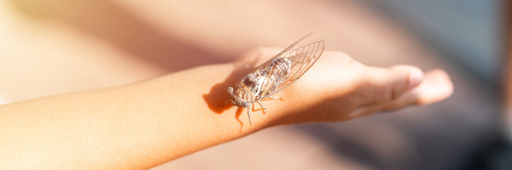 Obraz premium kid hand holding cicada cicadidae a black large flying chirping insect or bug or beetle on arm. child researcher exploring animals living in hot countries in Turkey. banner. flare