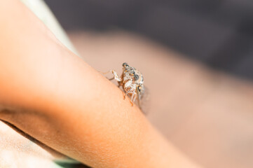 kid hand holding cicada cicadidae a black large flying chirping insect or bug or beetle on arm. child researcher exploring animals living in hot countries in Turkey
