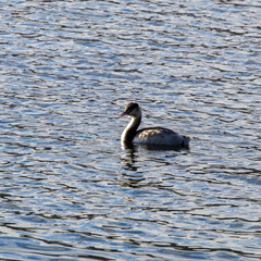 grebe
