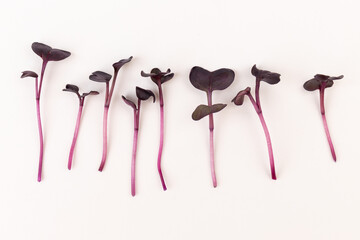 Fresh purple radish sprouts isolated on white. Microgreens.