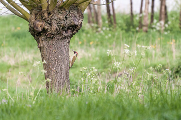 Pollard willow with green woodpecker sitting on the trunk - obrazy, fototapety, plakaty