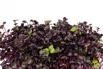 Fresh purple radish sprouts isolated on white. Microgreens.