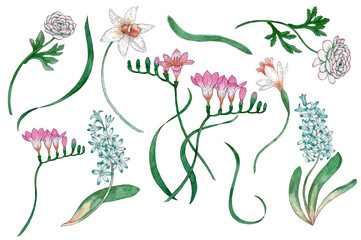 Set on a white background with hyacinth, freesia and narcissus. Hand drawn  spring flowers
