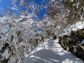 Alpine forest trails in a typical winter environment and under deep fresh snow cover on the Alpstein mountain massif and in the Swiss Alps - Alt St. Johann, Switzerland (Schweiz)