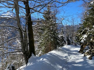Alpine forest trails in a typical winter environment and under deep fresh snow cover on the Alpstein mountain massif and in the Swiss Alps - Alt St. Johann, Switzerland (Schweiz)