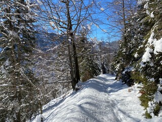 Alpine forest trails in a typical winter environment and under deep fresh snow cover on the Alpstein mountain massif and in the Swiss Alps - Alt St. Johann, Switzerland (Schweiz)