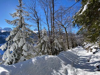 Alpine forest trails in a typical winter environment and under deep fresh snow cover on the Alpstein mountain massif and in the Swiss Alps - Alt St. Johann, Switzerland (Schweiz)