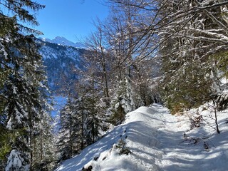 Alpine forest trails in a typical winter environment and under deep fresh snow cover on the Alpstein mountain massif and in the Swiss Alps - Alt St. Johann, Switzerland (Schweiz)