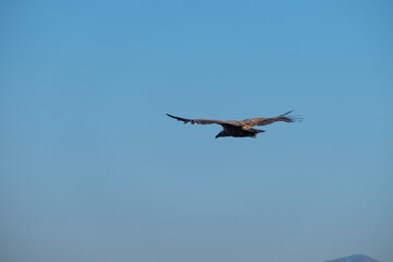 bird (vulture) flying alone in the sky, among the clouds, and over mountains and valleys in search of food
