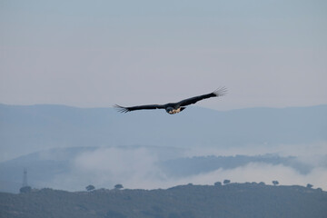 bird (vulture) flying alone in the sky, among the clouds, and over mountains and valleys in search of food
