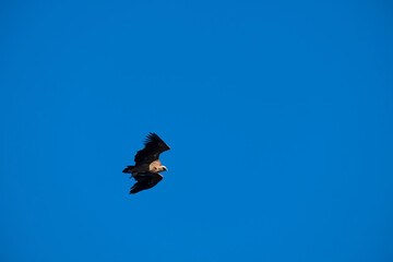 bird (vulture) flying alone in the sky, among the clouds, and over mountains and valleys in search of food