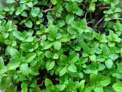 Mint plant leaves peppermint plant green mint plant leaf