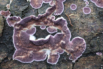 Purplepore bracket fungus, also known as violet-toothed polypore, wild fungus from Finland
