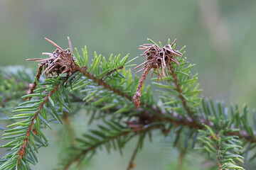 Plant parasite called spruce gall adelgid forming galls on European spruce 