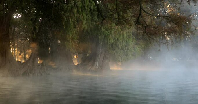 Beautiful sunrise at Lake Cam&eacute;cuaro where the sun's rays emerge from the mist and from the trees with huge roots.
Hermoso amanecer en un lago. Los rayos del sol emergen de la niebla.
