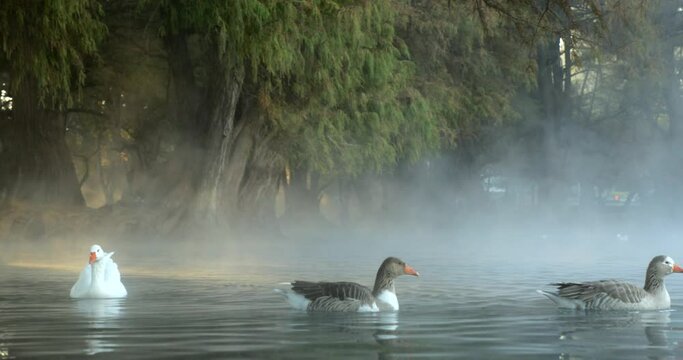 Some ducks swim between the mist of Lake Camecuaro and the first rays of the morning sun.
Algunos patos nadan entre la neblina del lago de Cam&eacute;cuaro y los primeros rayos del soy de la ma&ntilde;ana.