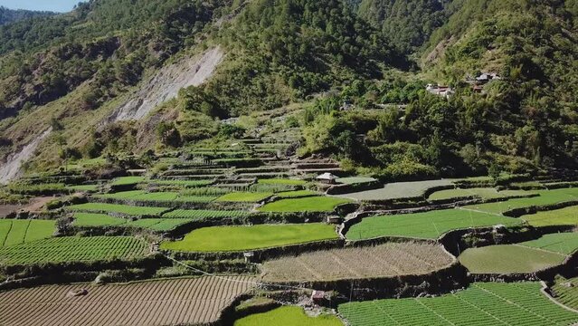 green vegetable garden paddy farms in mountainous valley village in Kabayan Benguet Philippines wide aerial ascending revealing more