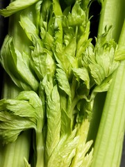 Fototapeta premium Closeup celery stalks background. Fresh organic vegetables.