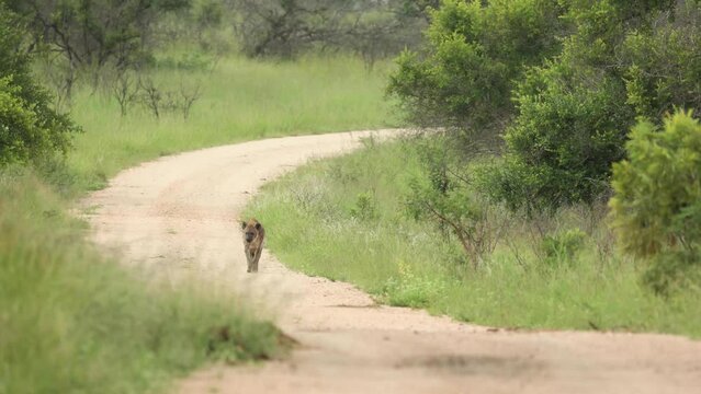 Wide shot of a Spotted hyena walking in the dirt road towards the camera, Greater Kruger. 