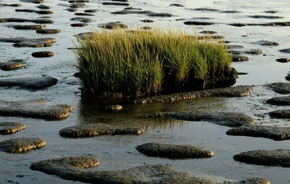 salt muddy grass,salz-schlickgras