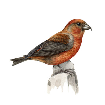 Red crossbill bird watercolor illustration. Realistic crossbill image on white background. Loxia curvirostra avian. Realistic forest bird. Bright songbird. Woodland wildlife animal
