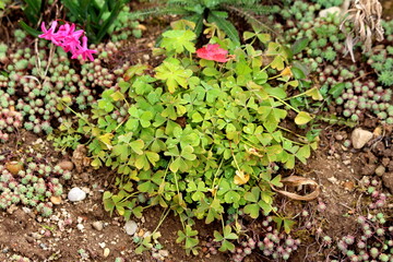 Small Good luck plant or Oxalis tetraphylla or Iron cross flower or Iron cross oxalis or Red flowers or Foliage plant bulbous perennial plant growing in form of tiny bush with dense light green leaves