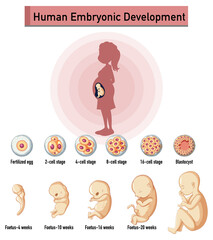Human embryonic development in human infographic