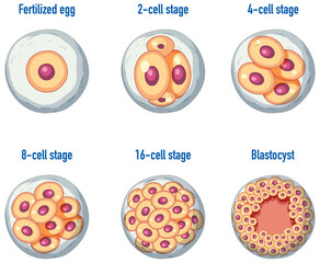 Human embryonic development in human