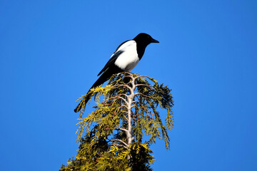 Die Elster sitzt auf einem Ast vor tiefblauem Himmel