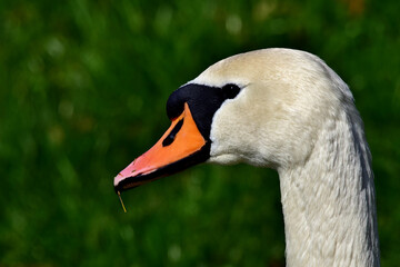 Obraz premium Schwanenkopf in Großaufnahme vor grünem Hintergrund
