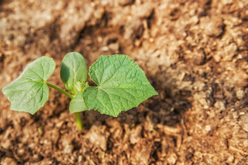 young green cucumber sprouts in the ground. Cucumber plant