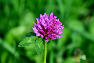Eine pinke Kleeblüte (Großaufnahme)