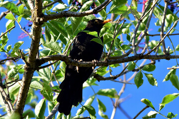 Ein schwarzes Amselmännchen sitzt umgeben von grünen Blättern auf einem Baum