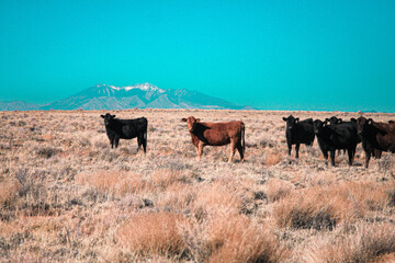 cows in Arizona 