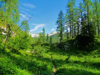 Fototapeta na wymiar Mountain larch forest in Julian alps and Triglav national park, Slovenia