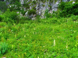 Mountain meadow full of wildflowers and a rock wall in the back in the Triglav national park in the Julian alps in Slovenia